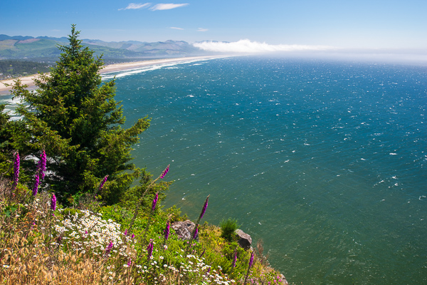 Aqua;Beach;Bloom;Blossom;Blossoms;Blue;Bluff;Branches;Calm;Cloud;Cloud Formation;Clouds;Cloudy;Coast;Coastline;Flora;Floral;Floweret;Flowering;Flowers;Flowers & Plants;Fog;Gold;Healing;Health care;Healthcare;Hill;Mist;Mountain;Mountain Side;Mountain Top;Mountainous;Nature;Obscured;Ocean;Oregon;Pastoral;Petal;Sand;Sea;Seascape;Summit;Sunlight;Sunshine;Tan;Tree;United States;Waterscape;Waves;Weather;Yellow;beach;beaches;bloom;coast;coastline;daisy;flora;floral;flower;foggy;green;haze;hillside;landscape;limbs;mist;misty;oneness;peaceful;plants;purple;restful;sea;serene;shore;shoreline;sky;soothing;sunlit;tranquil;tree limbs;trees;wildflower;zen